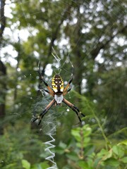 spider on a web
