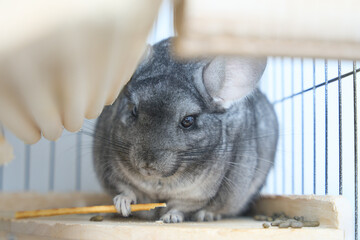 スタンダードグレーのチンチラ