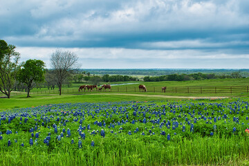 Bluebonnets in horse pasture