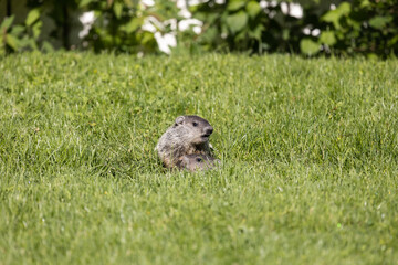 adorable baby groundhogs peek out from their burrow in the backyard of urban neighborhood on a summer morning macro close up wildlife