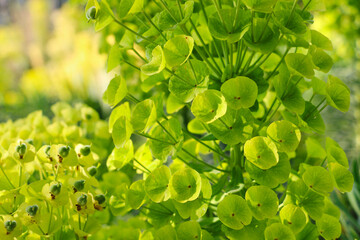 Euphorbia im Sonnenlicht, Nahaufnahme