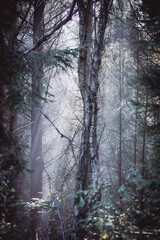 Fototapeta na wymiar morning sun shining through the fog deep in the forest