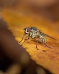 Close up hairy fly on autumn leaf