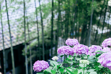 Fototapeta premium 紫陽花