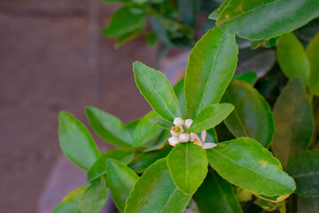 Flor blanco con amarillo de arbol de limón con hojas verdes en un jardín