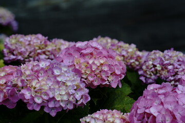 Hope you enjoy this beautiful spring season