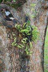 Landscape in chiang mai at Thailand
