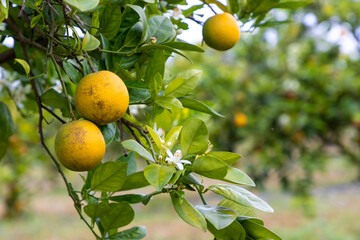 Oranges growing on tree