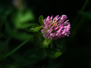 Alpine flower Trifolium Pratense (red clover) at 1700 m. of altitude. At sunset the last rays of the sun illuminate the flower. Selective focus. Low-key image.
