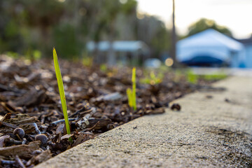 Blades of grass growing from soil