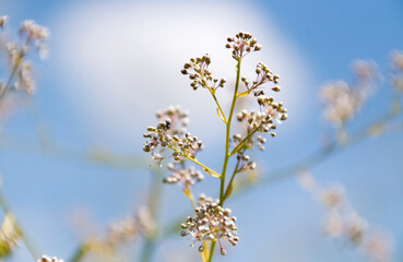 Kresse (Breitblättrige Kresse, Lepidium latifolium), blühend