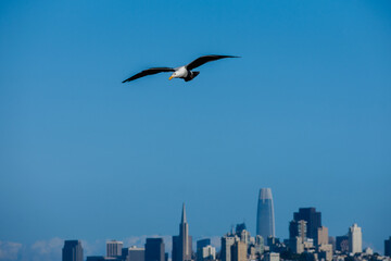 Fototapeta na wymiar Seabirds flying in the blue sky over San Francisco Bay.