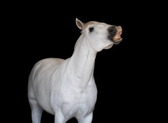 portrait of a white horse smiling on a black background