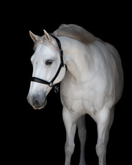 Portrait of a white grey horse arching neck with flowing mane on a black background