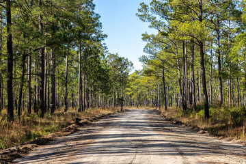 Dirt road running through protected forest