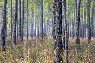 Natural forest full of mature pine trees
