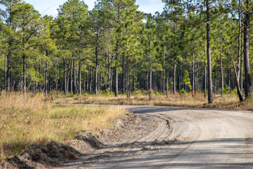 Dirt road running through protected forest
