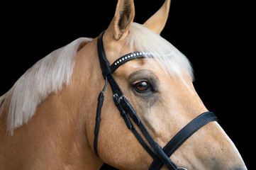 Closeup eye portrait of a palomino horse wearing a bridle on a black background - obrazy, fototapety, plakaty