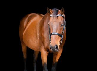 Portrait of a bay brown horse wearing a bridle isolated on a black background