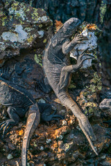 Galapagos Marine iguana on the rocks