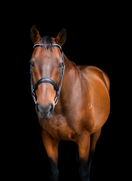 Portrait of a bay brown horse wearing a bridle looking at the camera 