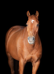 Portrait of a chestnut pony facing the camera isolated on a black background