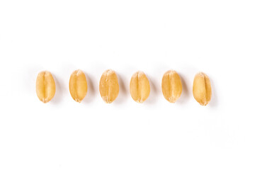 wheat seeds isolated on white background