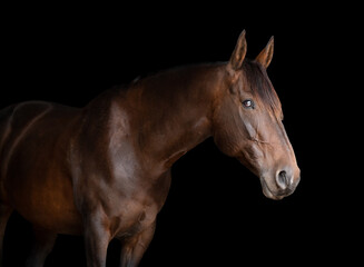 Fototapeta na wymiar Side on portrait of a bay brown horse on a black background 