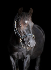 Obraz premium Portrait of a black pony horse on a black background wearing a black halter 
