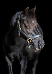 Portrait of a black pony horse wearing a halter on a black background