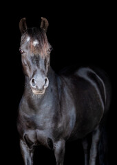 Fototapeta na wymiar Portrait of a black horse facing the camera not wearing a bridle on a black background