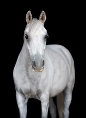 Obraz na płótnie Canvas Portrait of a white horse facing camera on a black background without a bridle
