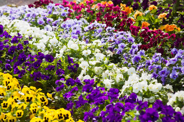 パンジーの花壇
