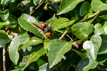 Asian giant hornet - Vespa mandarinia - is on a leaf in park in Japan.