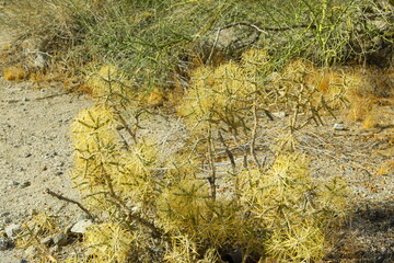 Winter scenery at desert Cove Oasis by La Quinta California, Trailhead is a 114 acre natural open space