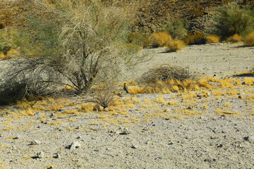 Winter scenery at desert Cove Oasis by La Quinta California, Trailhead is a 114 acre natural open space