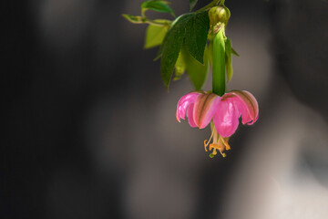 Passiflora tarminiana
