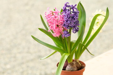 pink and purple hyacinth in full blooming