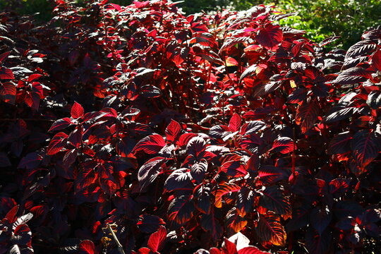 Bloodleaf Iresine Herbstii  ornamental landscape flower plant  background
