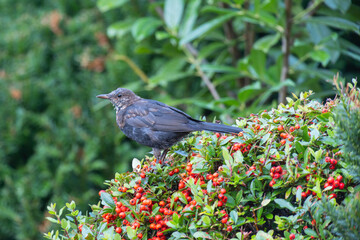 A blackbird (turdus merula) sitting on a bush of firethorn (pyracantha) with red berries