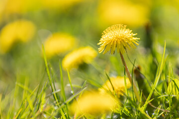 A yellow blossom of dandelion (taraxacum) with others in blurry foreground and background