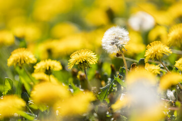 A blowball between yellow blossoms of dandelion (taraxacum) with blurry foreground and background