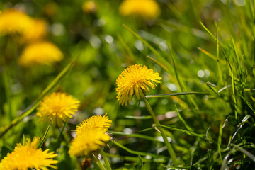 Yellow blossoms of dandelion (taraxacum) with others in blurry background on a green meadow