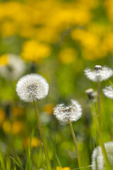 Blowballs of dandelion (taraxacum) in front of yellow blossoms in the blurry background