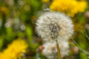 A blowball of dandelion (taraxacum) in front of a yellow and green blurry background
