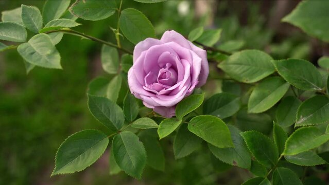 Lilac soft pastel pink rose in a breeze, top view, beautiful summer garden romantic flower bush
