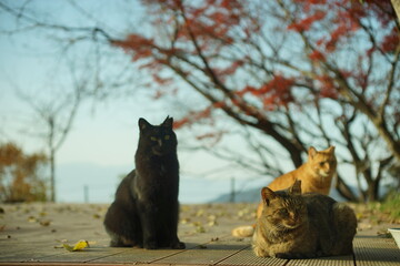 Cats living in Hachimanyama against the background of autumn leaves