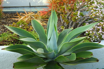 Fox Tail Agave Agave attenuata desert favorite plant in south of California USA background