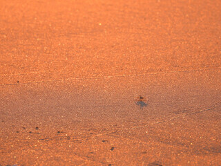 Baby crab at the beach