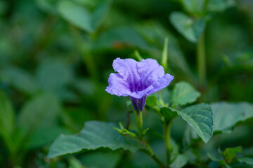 Ruellia tuberosa, also known as minnieroot, fever root, snapdragon root and sheep potato, is a species of flowering plant in the family Acanthaceae